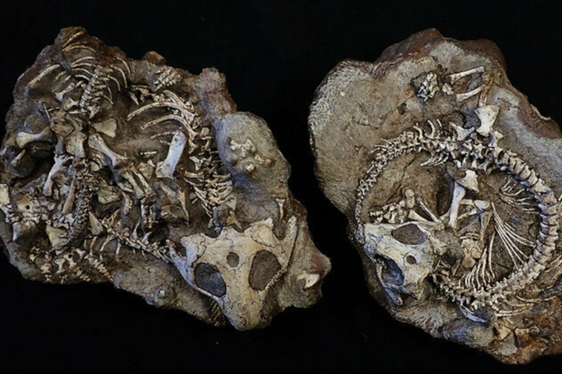 Fossils show colonies of reptiles lived communally 250 million years ago: new South African study