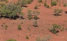 The ground near the Peak mines. Credit: Legacy.