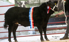 Records smashed at Pateley Bridge show potential cattle sale