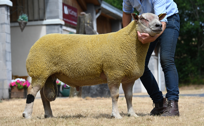 Galtres Charollais go to 3,000gns at NSA