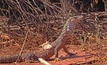  The perentie just doing his thing in the sun