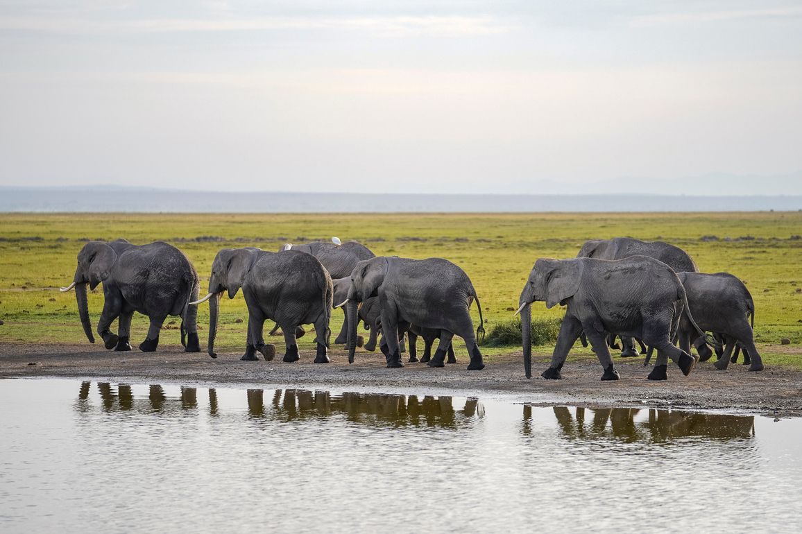 KENYA-WORLD WETLANDS DAY-ANIMALS
