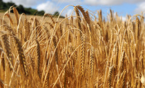 Irish cereals production drops