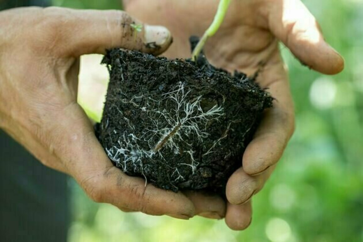 From trading nutrients to storing carbon: 5 things you didn't know about our underground fungi