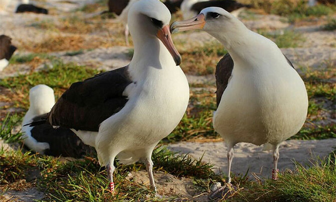 Oldest known seabird lays an egg at 66 Oldest known seabird lays an egg at 66