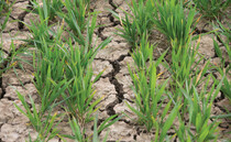 Yorkshire second region in England to move into drought status