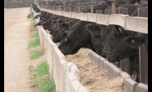  Feeders remained the main buyer of vealer steer, keeping the market in a strong position.