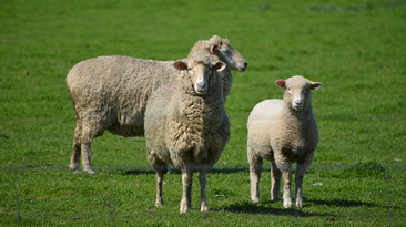 MLA reports Australian sheep producers have remained cautious this year, despite improved market strength and stability.