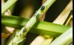 Versys insecticide can control oat aphids and other aphid species in broadacre crops. Image courtesy BASF.