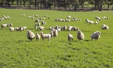 Mineral imbalance in sheep grazing crops