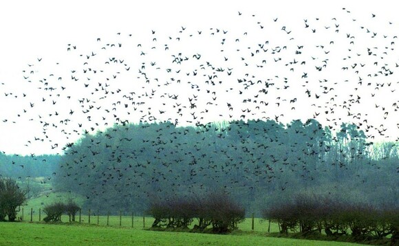 #FarmingCan: Participation in Big Farmland Bird Count steadily rising