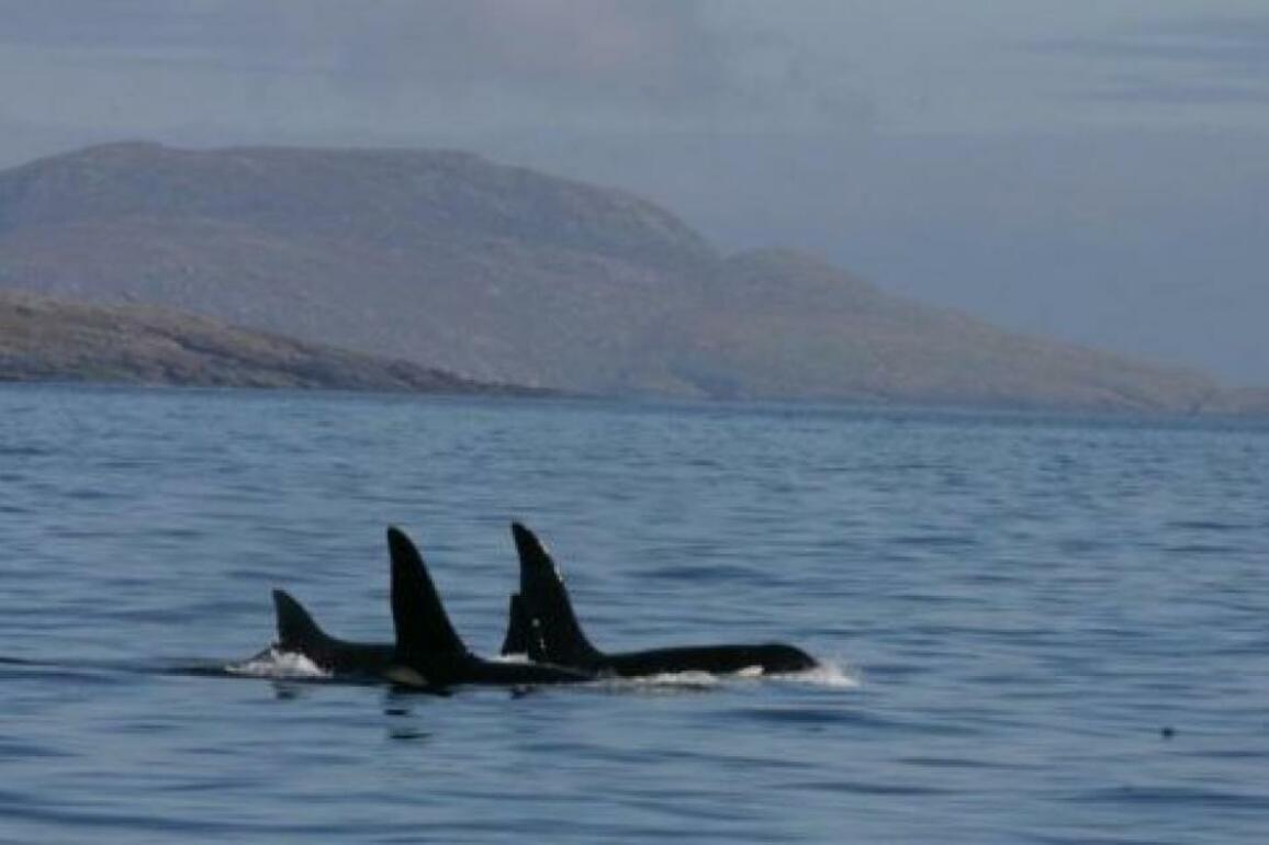 Orcas 'deliberately harassed' by speedboat off Moray coast