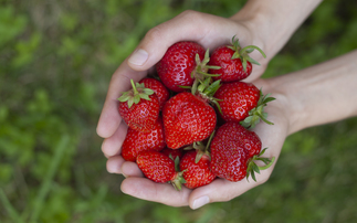 British strawberries will be 'sweeter and more shapely' after sunny weather, say growers