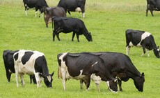 Government's Dairy Export Programme gives sector 'significant boost'