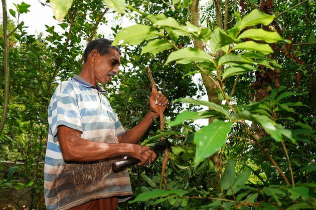 Asia Album: Cinnamon harvest in Sri Lanka