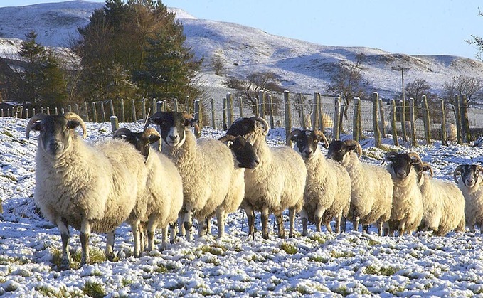 Derogation push as thousands of breeding sheep stuck in limbo