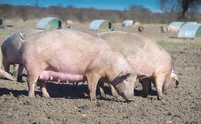 How to combat heat stress in pigs