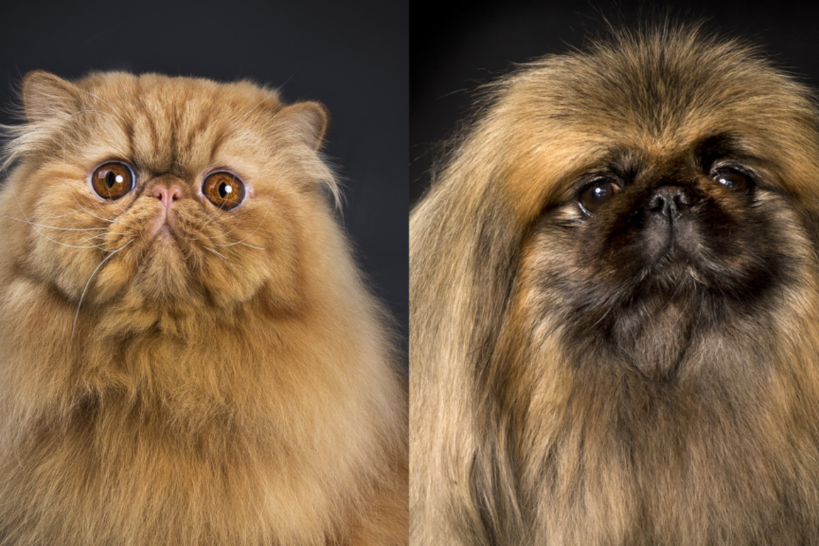 Copycat evolution - The Source - WashU