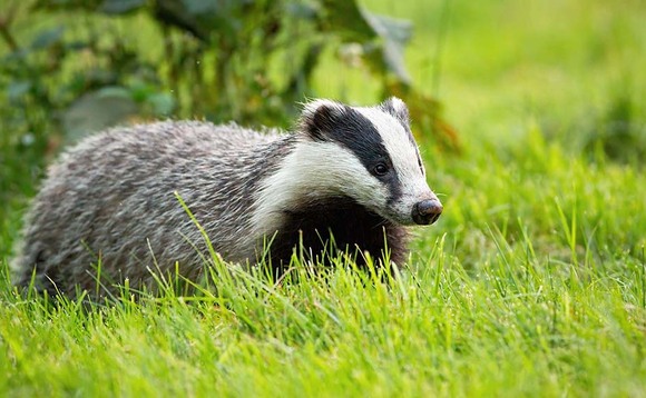 Badger cull extended to seven new areas