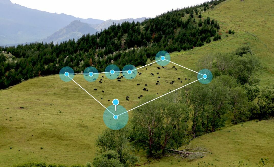Cattle grazing within the confines of a virtual fence, allowing improved pasture management. 