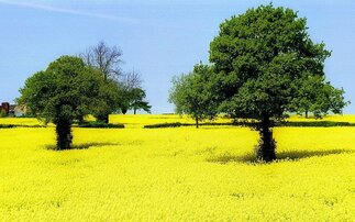 Policymakers urged to consider OSR in future SFI