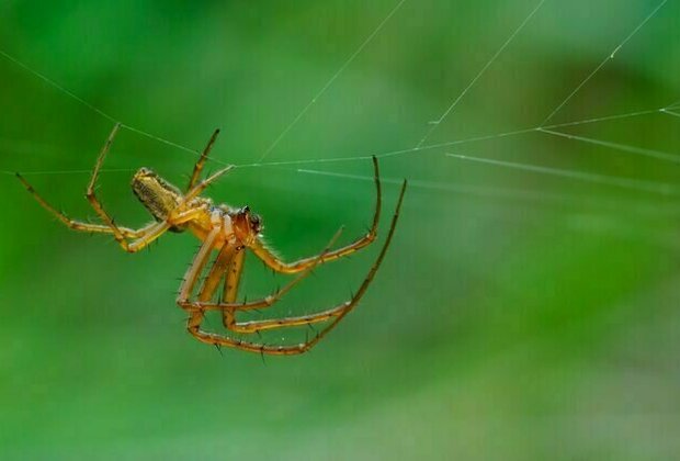 Spiders 'smell' with their legs - new research