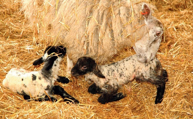 Sheep farmers are being asked to complete a survey focusing on this year's lambing season