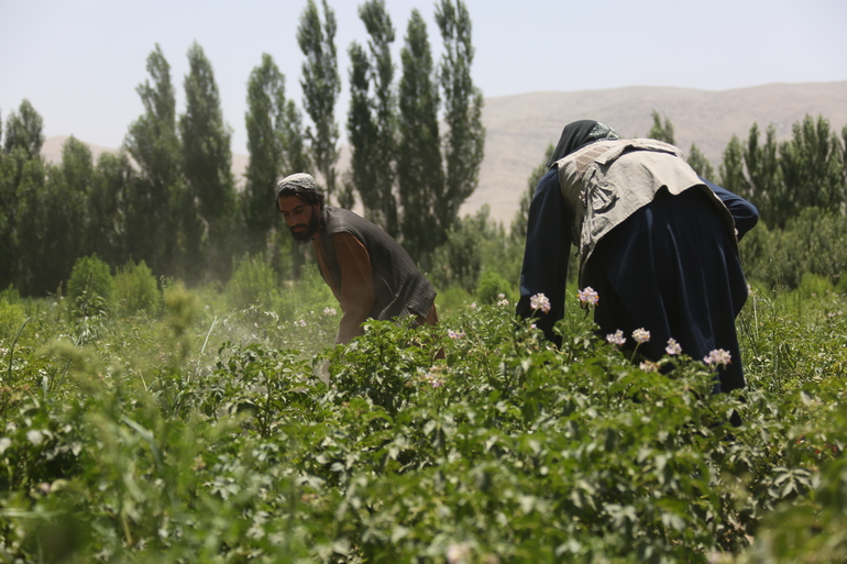 AFGHANISTAN-WARDAK-DRUG CULTIVATION-COMBAT