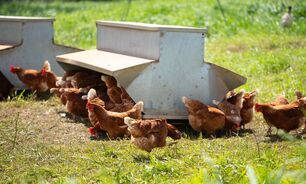 H5 bird flu has been detected in Australia. 