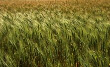  Research may provide a new mode of action chemical for the control of fungal disease in wheat.