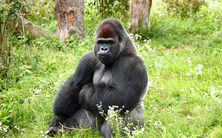 Dealing with private equity 'like getting into bed with a gorilla'
