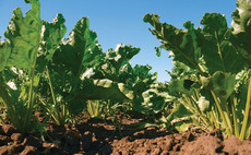 Fast-growing beet needs nutrition focus