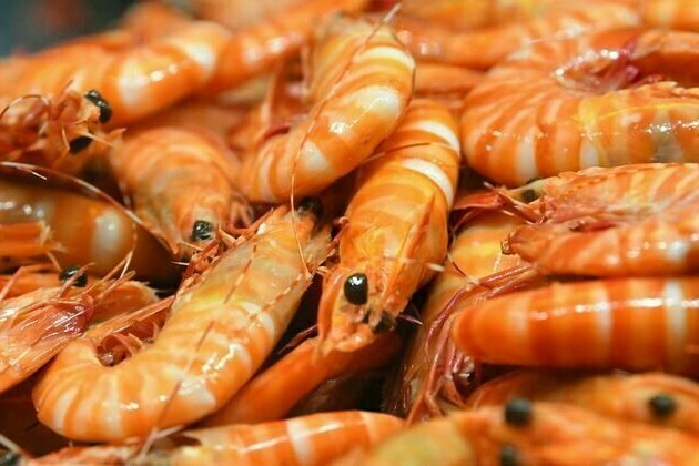 98% of Queensland prawn areas at risk of inundation by rising seas this century