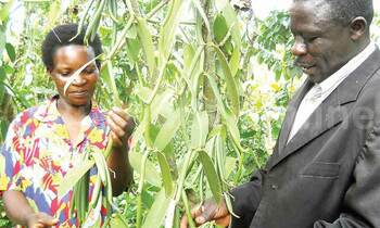 Kaggwa ne mukyala we mu vanilla waabwe. Kaggwa ne mukyala we mu vanilla waabwe.