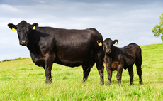 British Cattle Breeding Conference: Choosing the right animal for your beef system