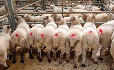 Tight lamb supply keeps sales strong