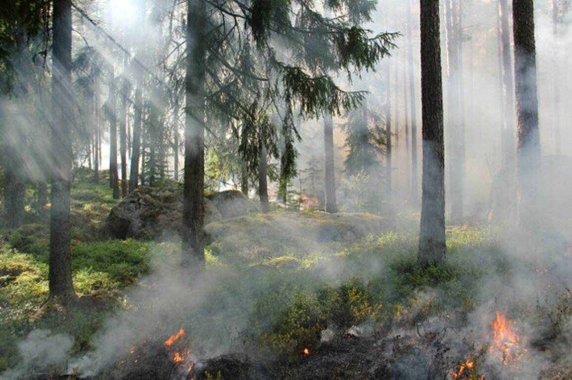 Human Negligence Behind 90% of Bulgarias Forest Fires