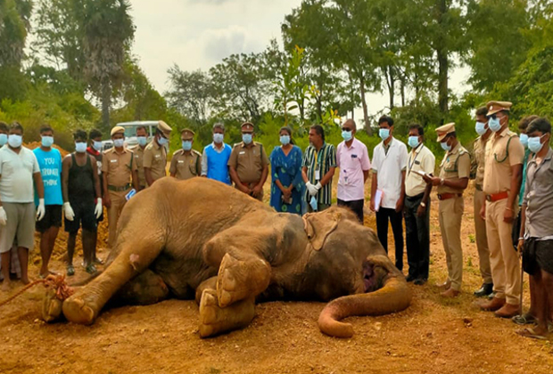 TN: 60-year-old female elephant passes away in Trichy