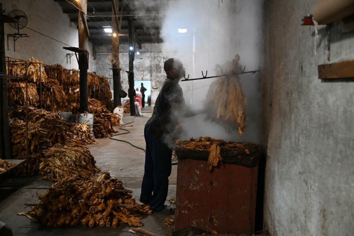 (Hello Africa) Smile follows sweat -- Zimbabwe achieves record tobacco output