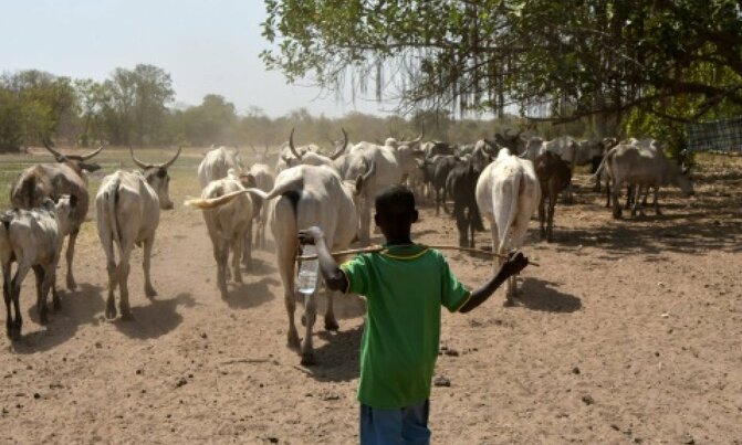 After deadly clashes, Ivorian farmers and herders try dialogue After deadly clashes, Ivorian farmers and herders try dialogue