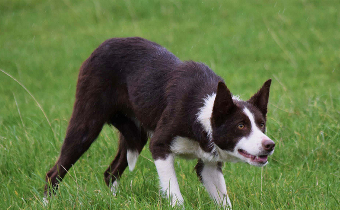 Working dog nursery trials