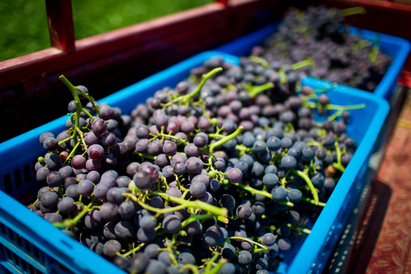 Dividend Growers: The Importance of Yield-on-Cost