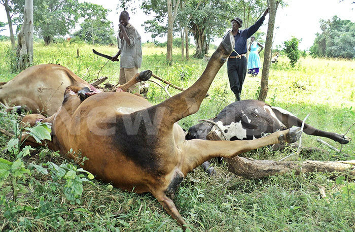 cattle struck by lightning as other residents look on in akabiito village in uwero district 300611