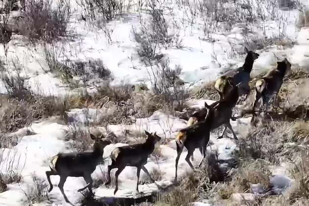 60"FlyOverChina | Wildlife wonders from above: a glimpse of deers in mountains