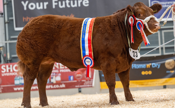 Limousin cross heifer Bella triumphs for second time at Agri Expo