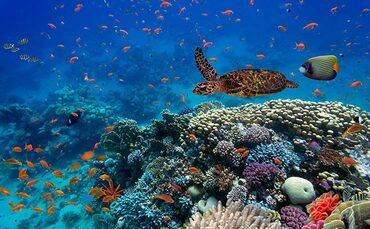 Industry Voice: Biodiversity loss - The other systemic crisis - Vimarsana News