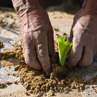 (EcoChina) CHINA-XINJIANG-TAKLIMAKAN DESERT-GREEN BELT-DEVELOPMENT (CN)