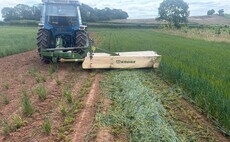 Precision bred crops break new ground