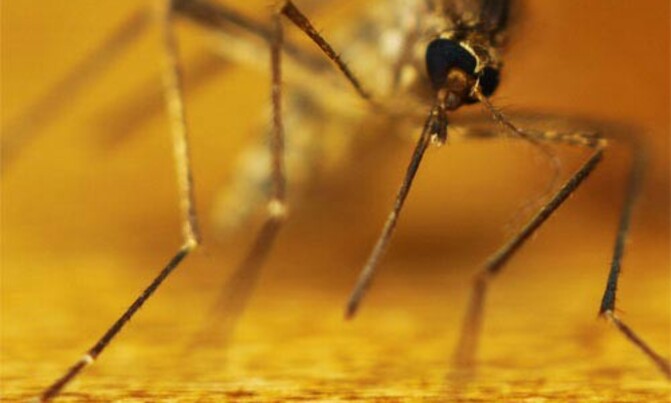 WHO experts urge pilot roll-out of malaria vaccine WHO experts urge pilot roll-out of malaria vaccine