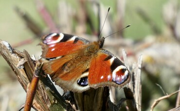 RSPB expands Fair to Nature certification scheme - Vimarsana News